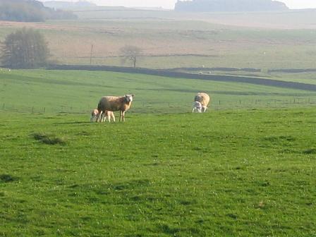 sheep and their lambs in the front field at Cornhills Farmhouse.